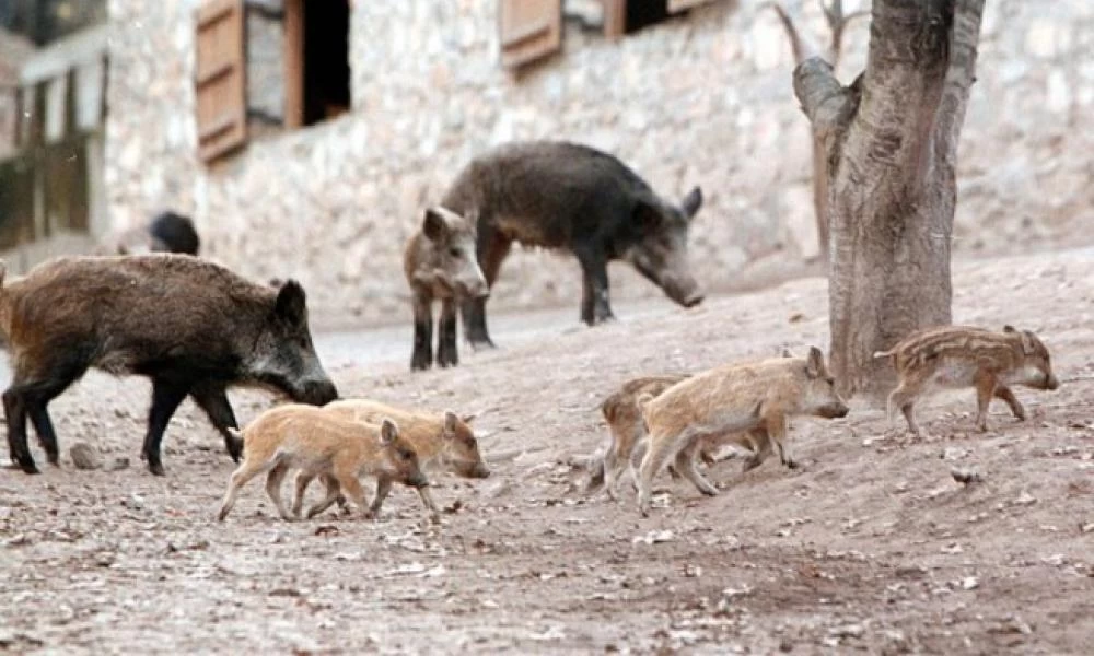 Ολόκληρο κοπάδι με αγριογούρουνα μέσα σε σπίτια στη Φθιώτιδα (βίντεο)